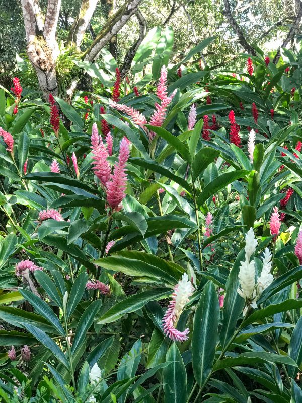 White, pink and red ornamental ginger