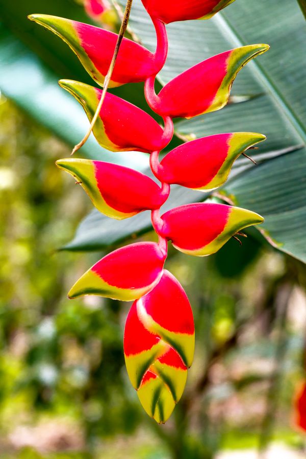 Heliconia (lobster claw), Belize Spice Farm