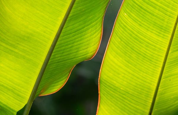 Banana leaf composition