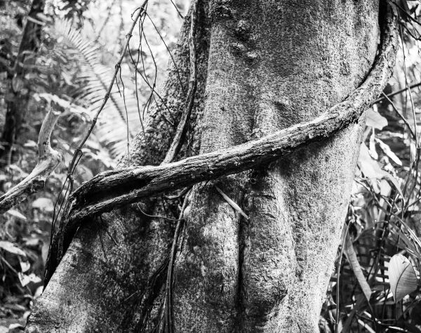 Strangler fig, Siburn River Forest Reserve