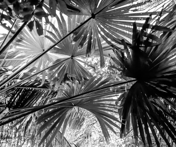Palm fronds, Sibun River Forest Reserve